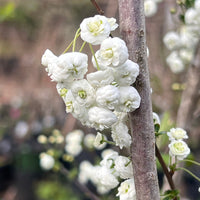Spirea Prunifolia