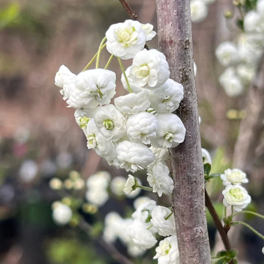 Spirea Prunifolia