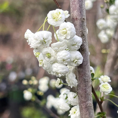 Spirea Prunifolia