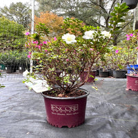 Autumn Moonlight Encore Azalea