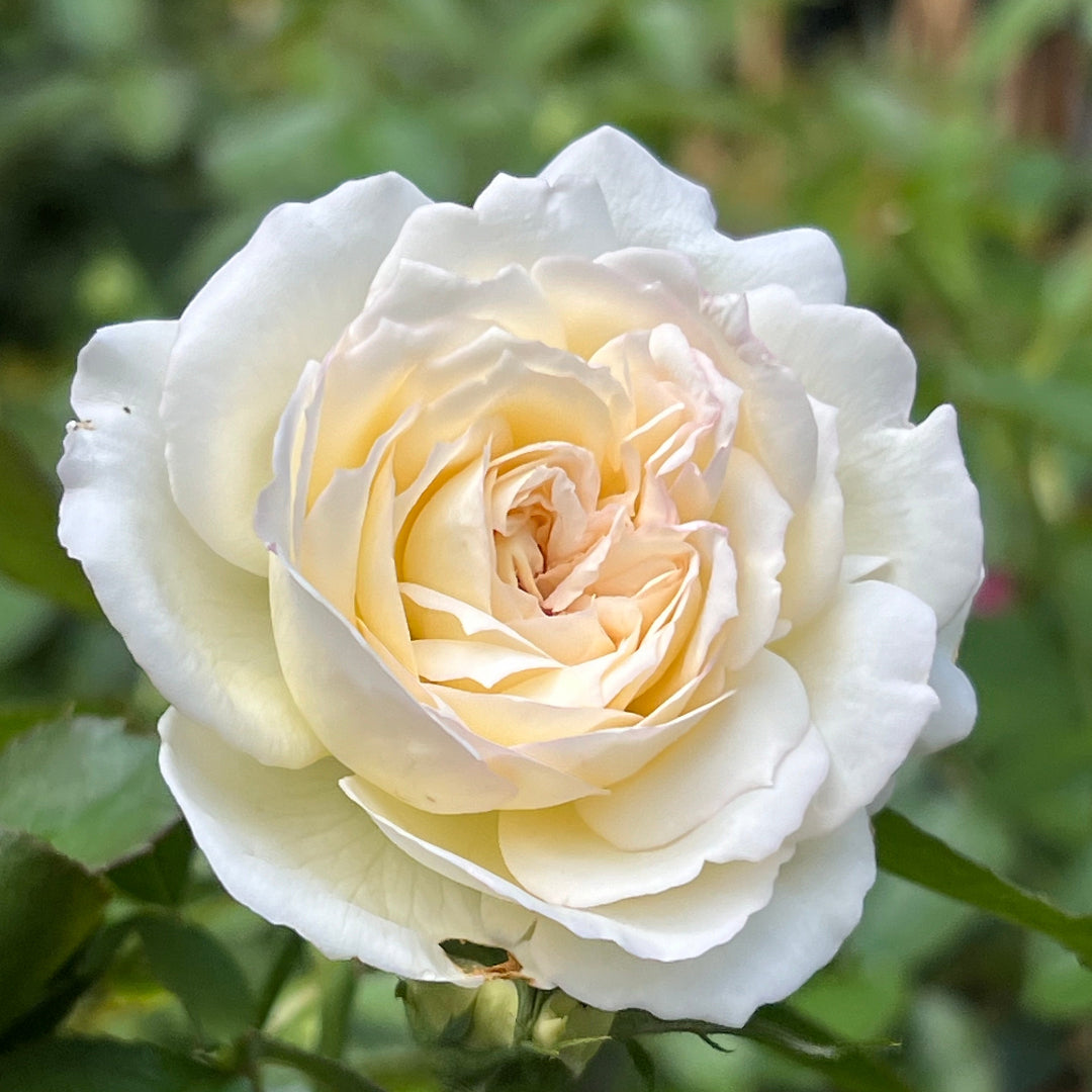 Bolero Rose