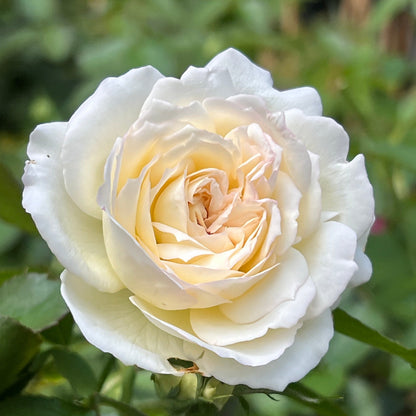 Bolero Rose