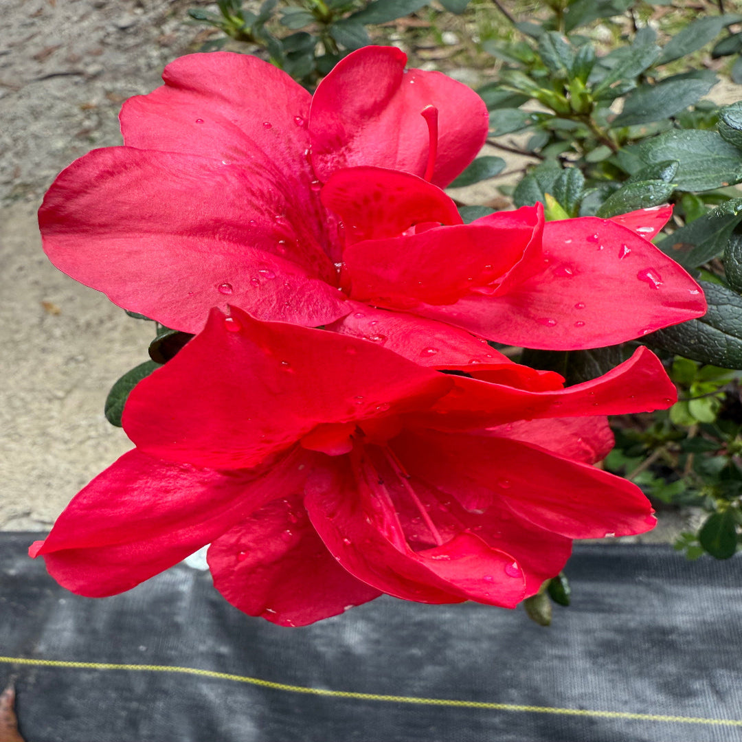 Dwarf Autumn Bonfire Encore Azalea