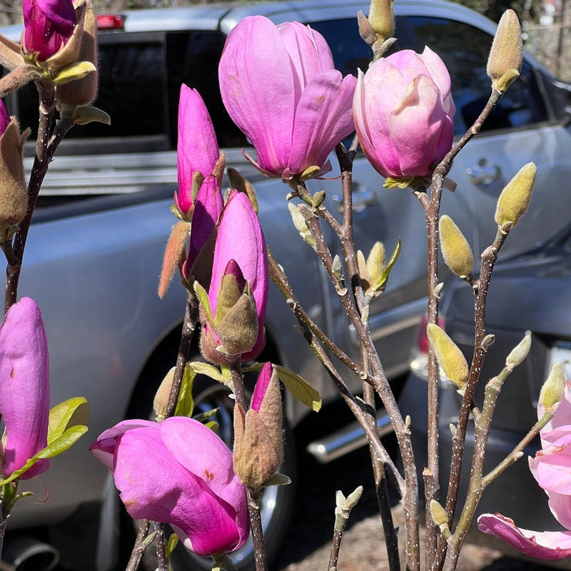 Early Spring Bloom of Jane Magnolia Flowers
