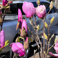 Early Spring Bloom of Jane Magnolia Flowers