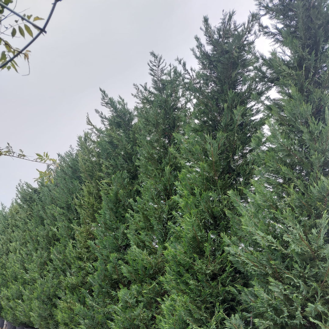 Mature Leyland Cypress privacy hedge