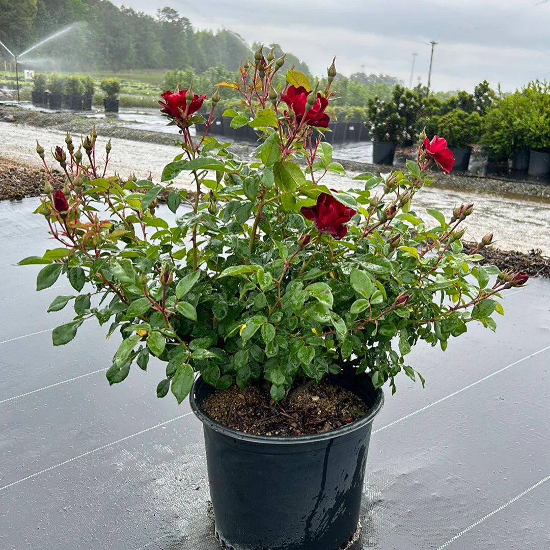 rose house plant ROSE Brick House #3