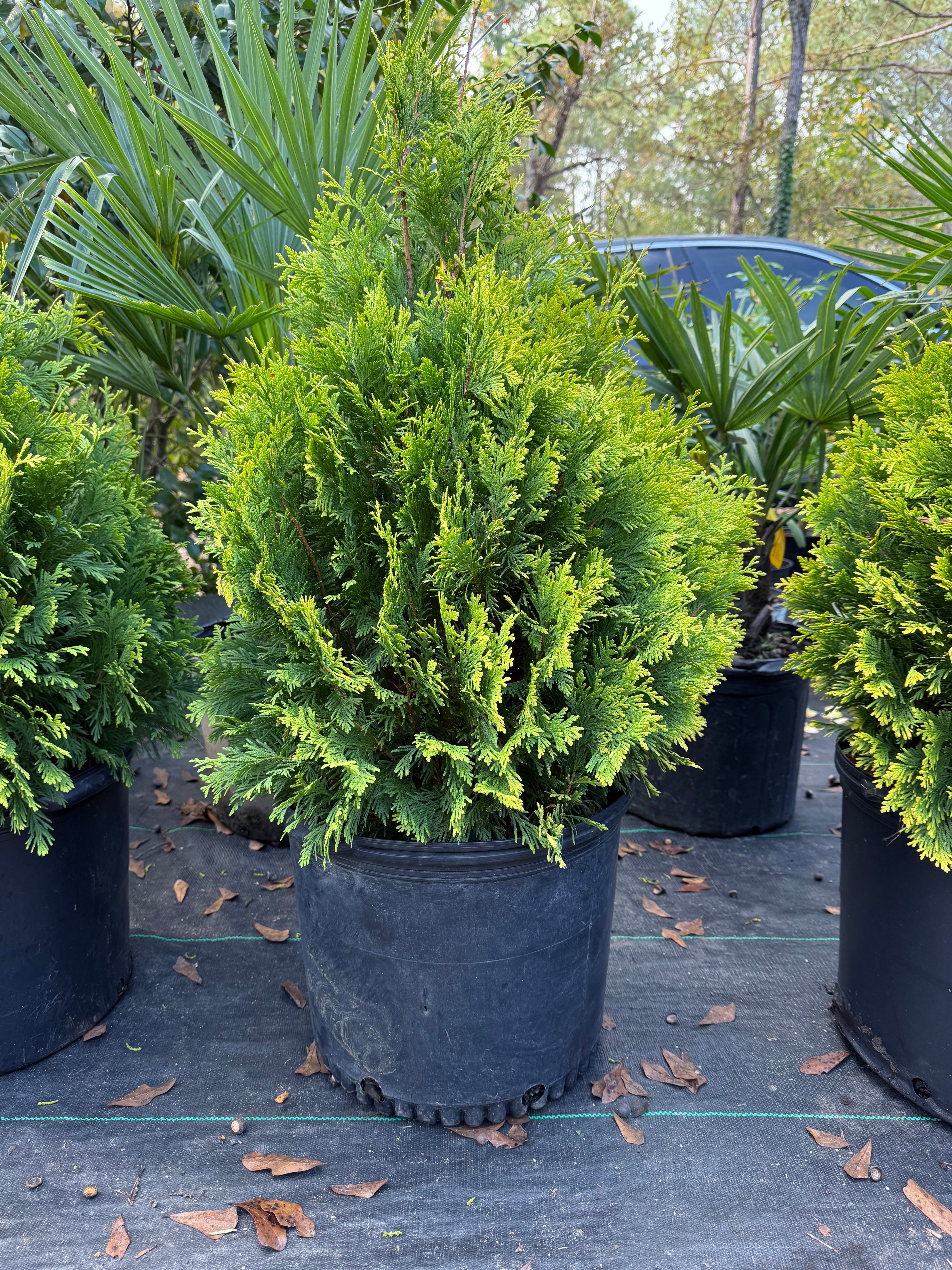 George Peabody Arborvitae