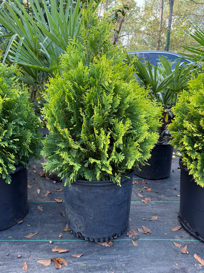 George Peabody Arborvitae