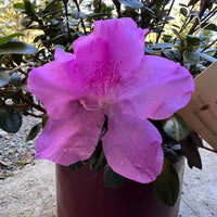 Encore Azalea Autumn Lilac