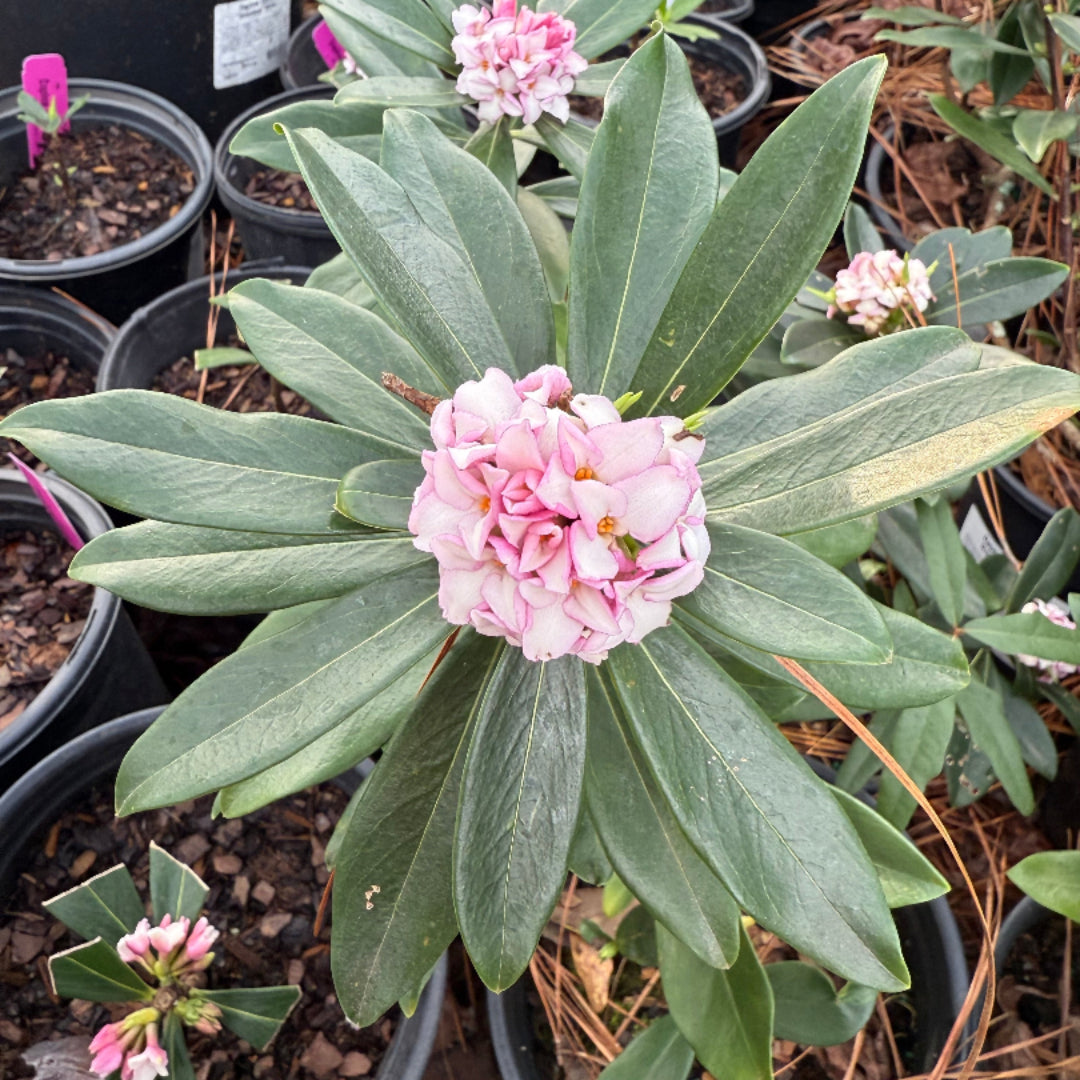 Fragrant Pink Daphne Odora plant close-up