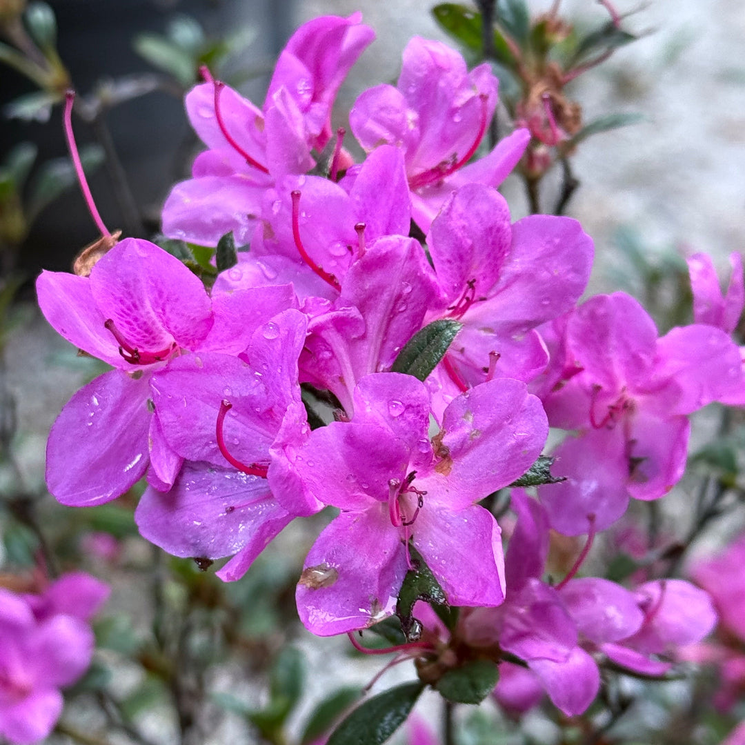 Encore Azalea Autumn Amethyst