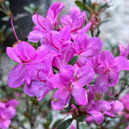 Encore Azalea Autumn Amethyst