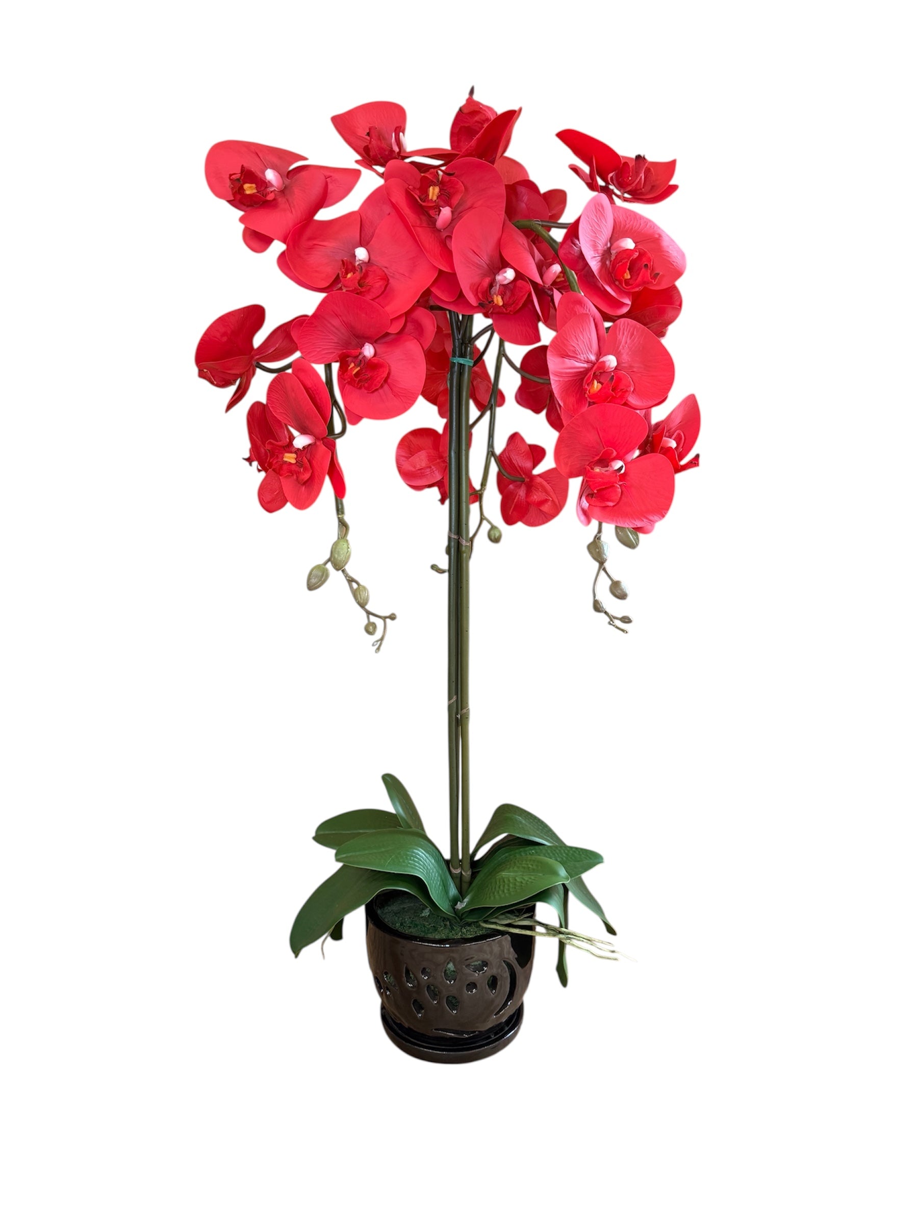 Elegant  Red Orchid in Black Ceramic Pot