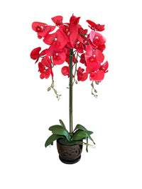 Elegant  Red Orchid in Black Ceramic Pot