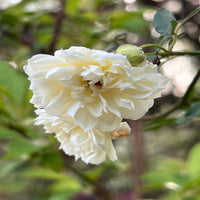 White Lady Banks Rose vine showcasing thornless stems and elegant flower clusters