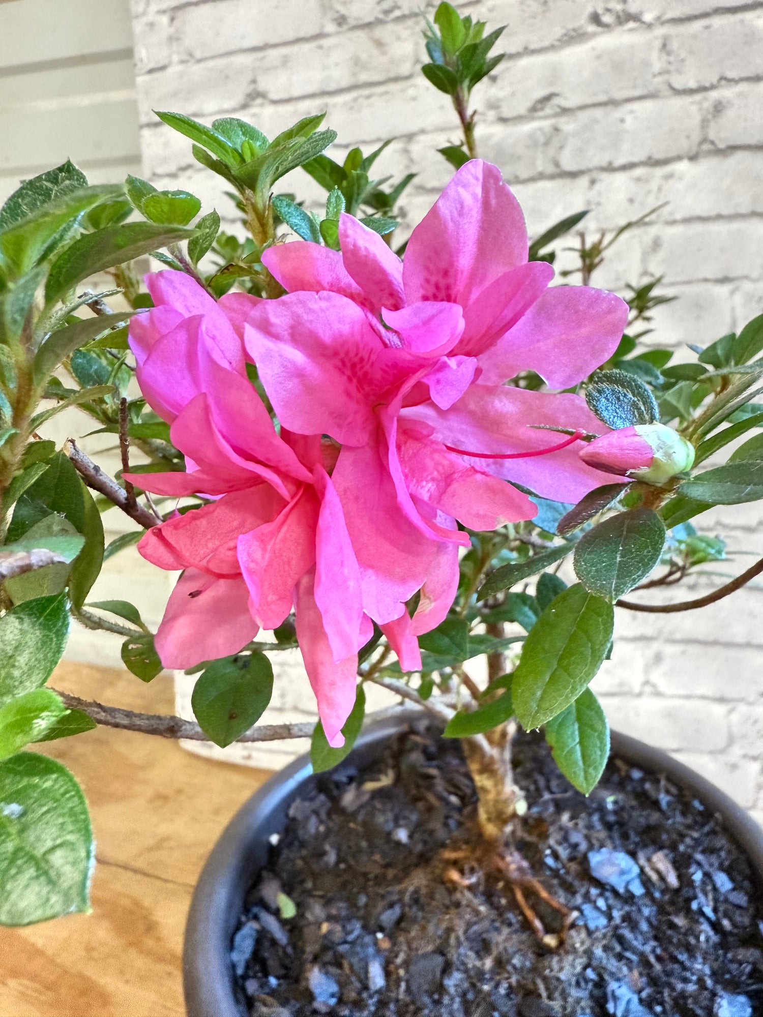 Bonsai Empress encore Azalea (Live Plant)