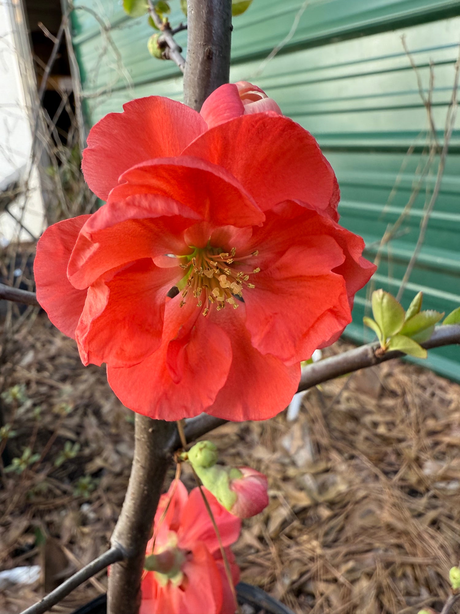 Chojuraku Flowering Quince