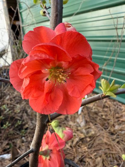Chojuraku Flowering Quince
