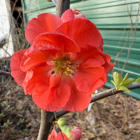 Chojuraku Flowering Quince