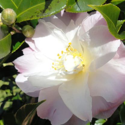 Camellia Star Above Star