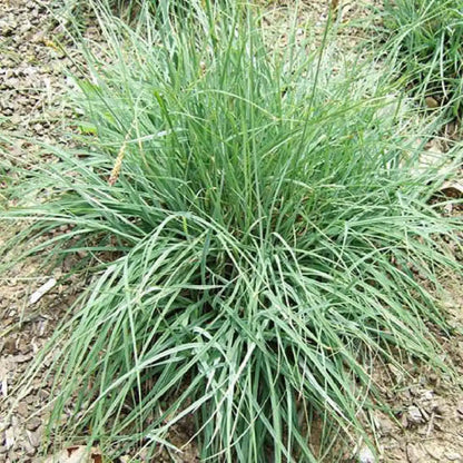 Carex Flacca (A.K.A Glauca)