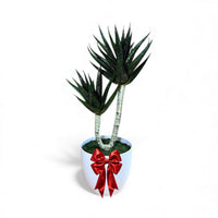 Artificial Succulent Plant – Realistic Modern Décor Piece