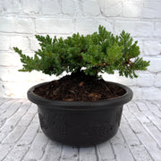 Juniper Bonsai (Live) - Very Cold Hardy, Live & Exotic
