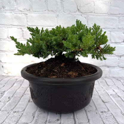 Juniper Bonsai (Live) - Very Cold Hardy, Live &amp; Exotic