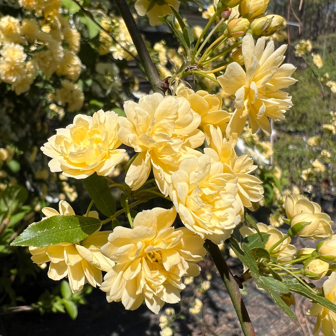 Climbing Yellow Lady Banks Rose