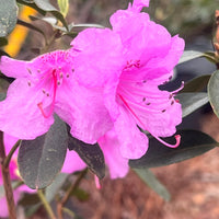 Abbey's Re-View' Rhododendron  Native Azalea