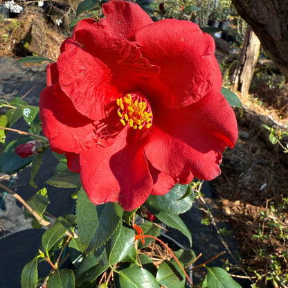 Royal Velvet Red Camellia Japonica