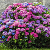 Merritts Supreme Hydrangea plant with bright pink mophead flowers ready for planting