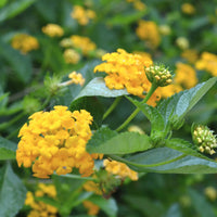 Lantana Chapel Hill Yellow - [EG]