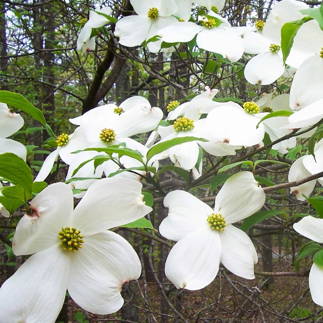 Super Cherokee Princess Dogwood Tree