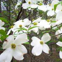 Sunlit petals on Super Cherokee Princess Dogwood