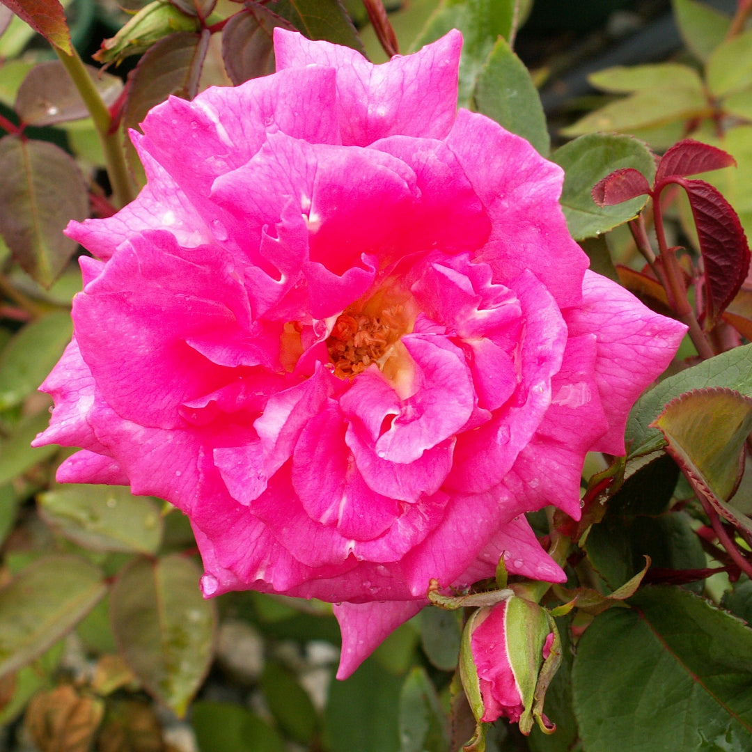 Zephirine Drouhin Rose
