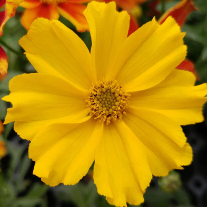 Coreopsis Li&