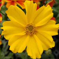 Coreopsis Li'l Bang™ 'Goldilocks' Tickseed - [EG]