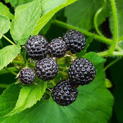 What Is Black Raspberry Jewel Black Raspberry Plants for Sale Online | Order Now