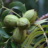 Caddo Pecan