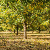 Caddo Pecan