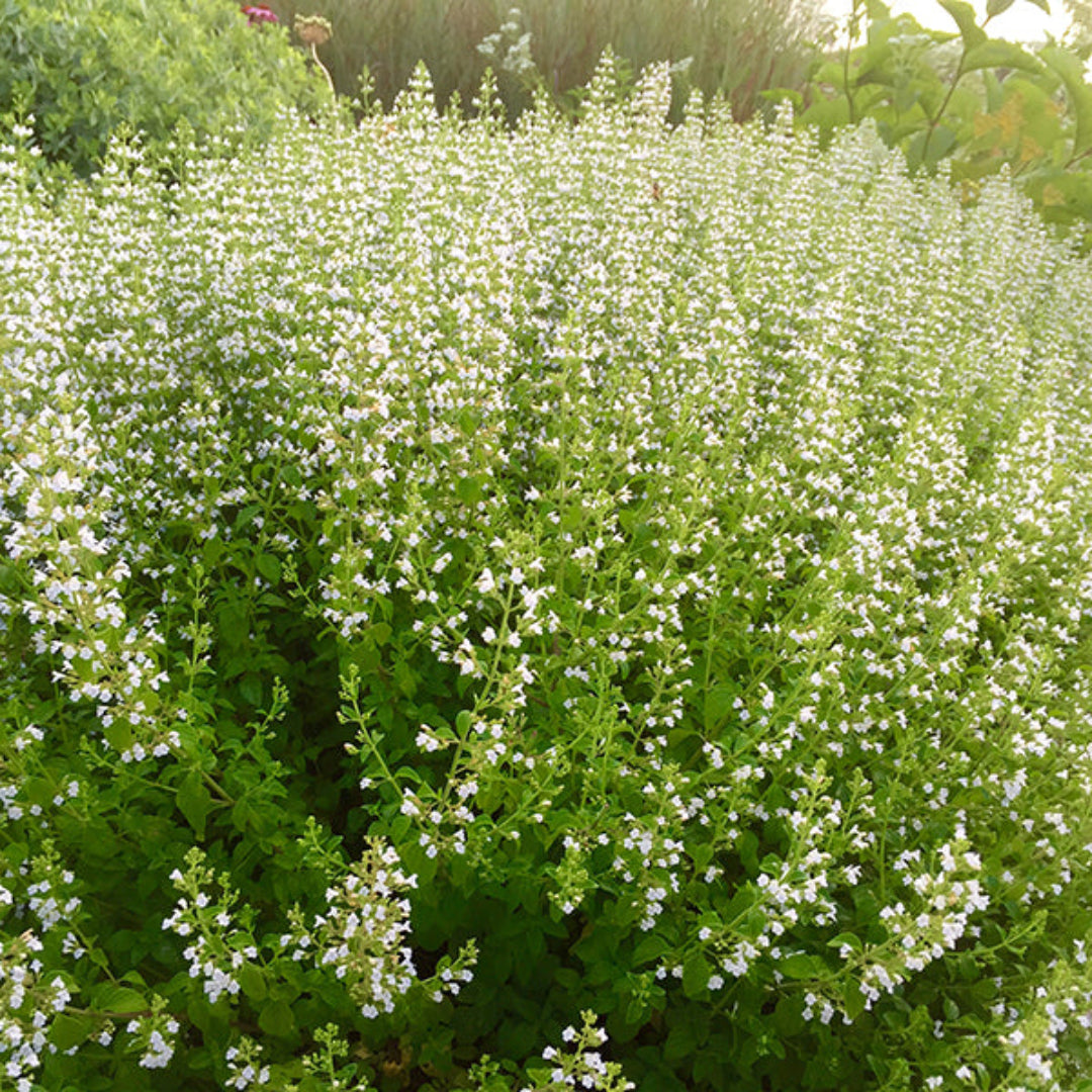Calamintha nepeta