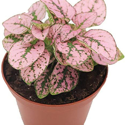 Polka Dot Plant Indoor