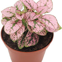 Polka Dot Plant Indoor