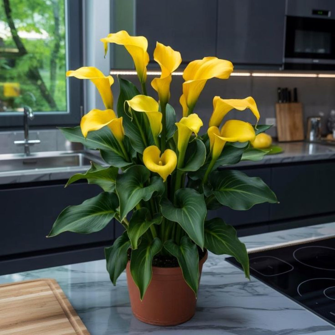 Calla Lily Yellow Plant