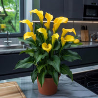 Calla Lily Yellow Plant