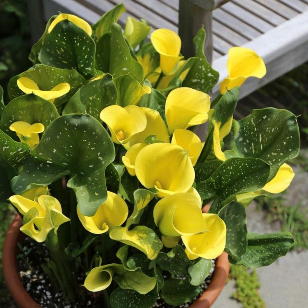 Calla Lily Yellow Plant
