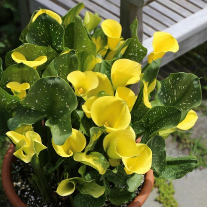 Calla Lily Yellow Plant