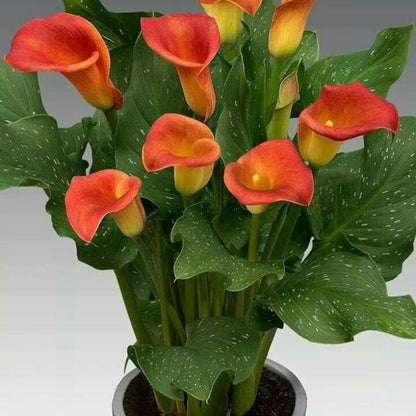 Calla Lily Orange Plant